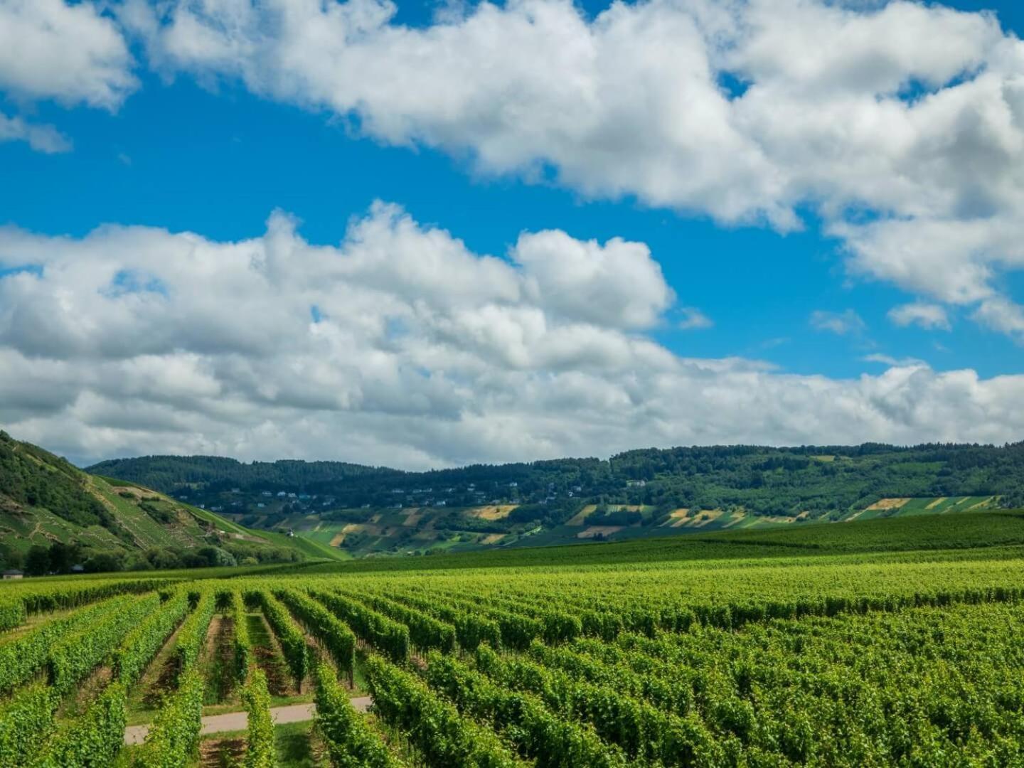 Ferienweingut Winnebeck Köwerich Exteriér fotografie