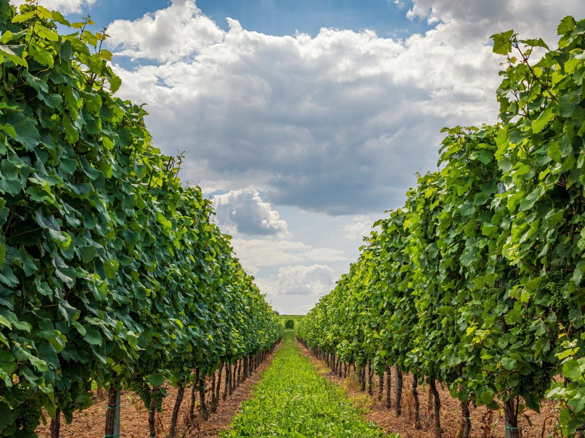 Ferienweingut Winnebeck Köwerich Exteriér fotografie