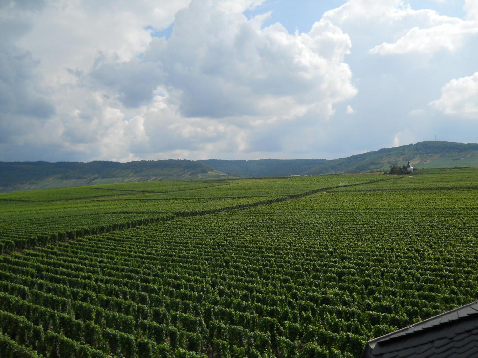Ferienweingut Winnebeck Köwerich Exteriér fotografie