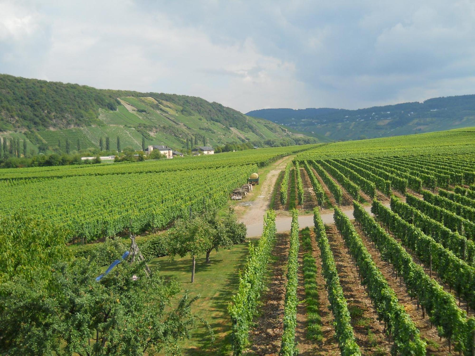 Ferienweingut Winnebeck Köwerich Exteriér fotografie
